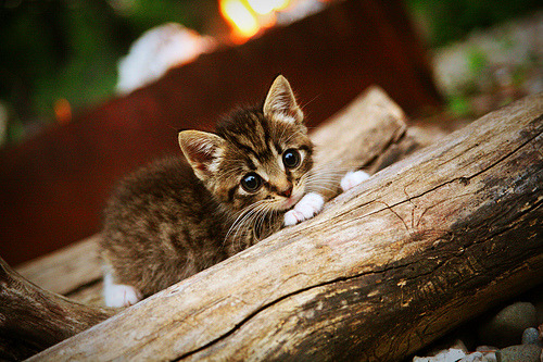 新旧交响曲，当马刺青春风暴席卷篮网，福克斯在排名战场重写秩序