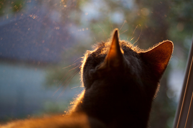 生死战乔治力挽狂澜，北京队绝境擒鹈鹕续写传奇