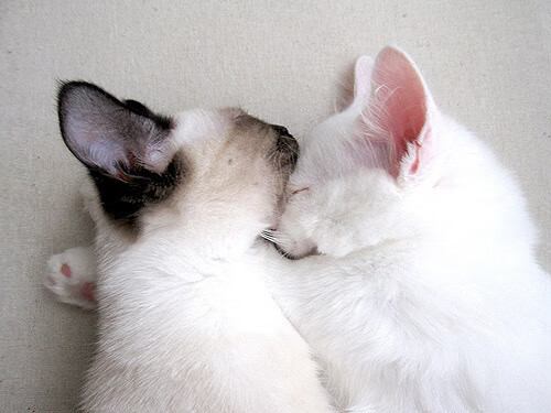 火箭队严密封锁猛龙进攻，布克化身关键先生主宰比赛