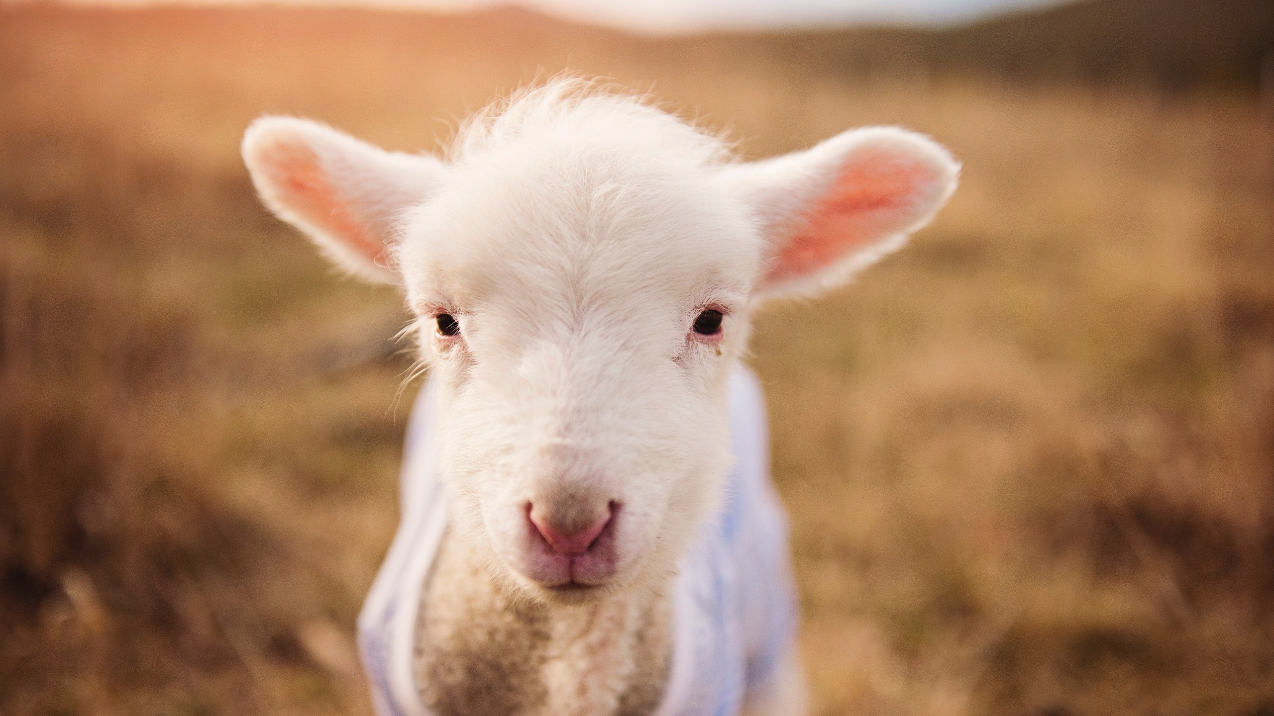 加维一锤定音!乌拉圭决胜局力克克罗地亚晋级