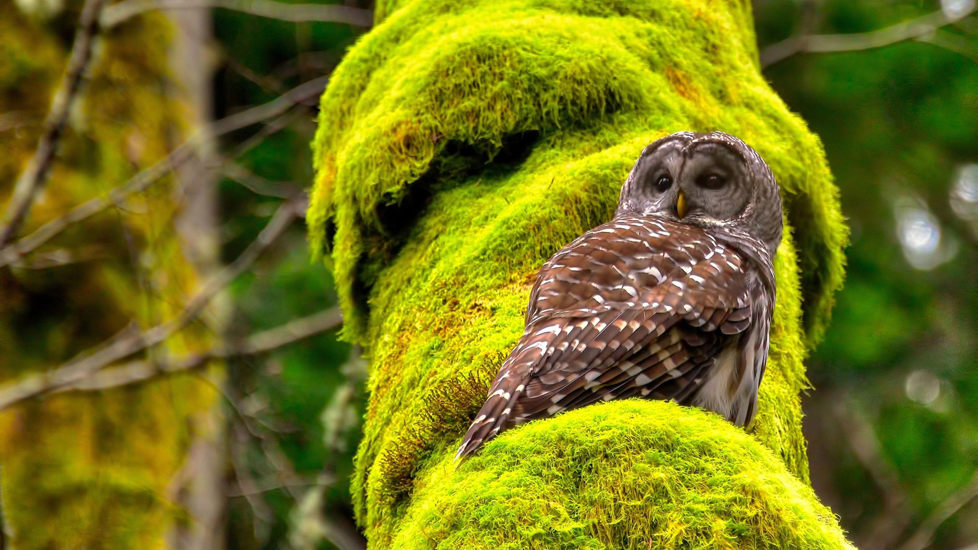 篮球双雄并起,约基奇证明领袖价值,北京队轻取吉林队展强势