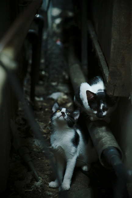 欧冠级别的北非德比，摩洛哥惊天逆转阿尔及利亚的背后