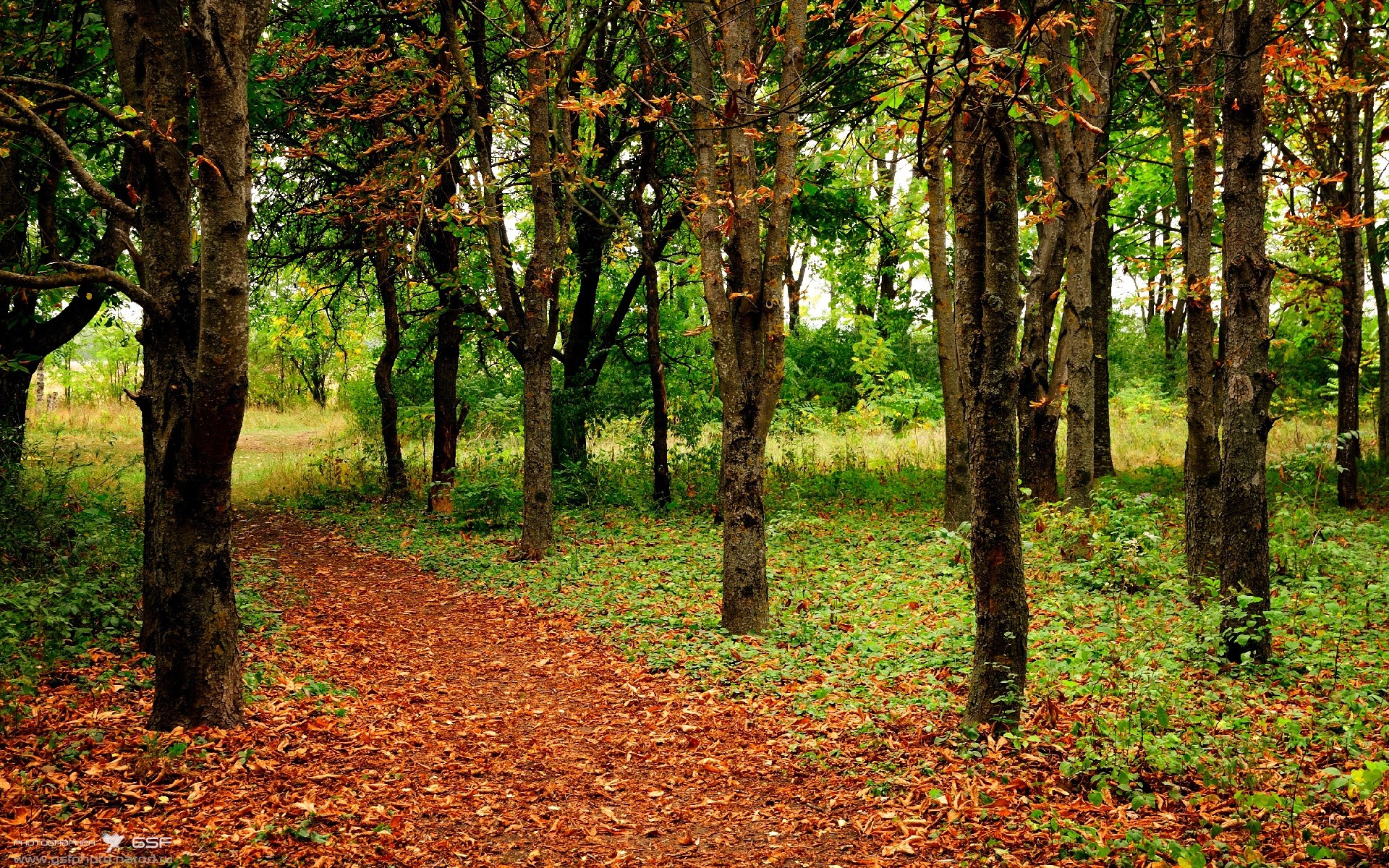 若日尼奥爆发引领风暴，贝蒂斯强势碾压塞内加尔